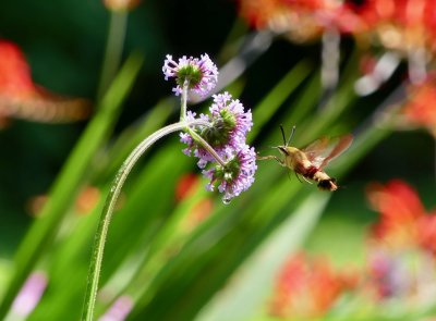 The hummingbird moth loves the verbena bonarises