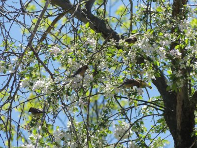 Crabapple blossoms and cedar waxwings!! 