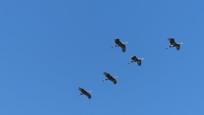 The sandhill cranes are gathering to head south (more below)