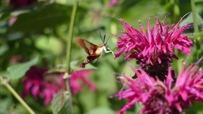 There are at least 3 pairs of hummingbird moths that love the 20 year old raspberry beebalm! More below ....