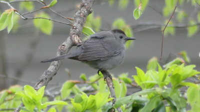Catbirds will hang around until the very last wild grape has been picked. I won't be competition for them this year!
