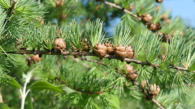 The tamaracks have tiny cones this year ..... more .....