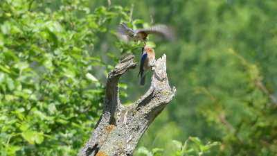 A female eastern bluebird feeding her mate in mid air ..... they occupied house # 4 again this year.