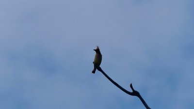It was great to see the cedar waxwings at the north end of the property - deer/horse flies are still active