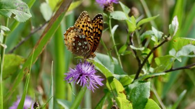A fritillary and Brown Knotweed 