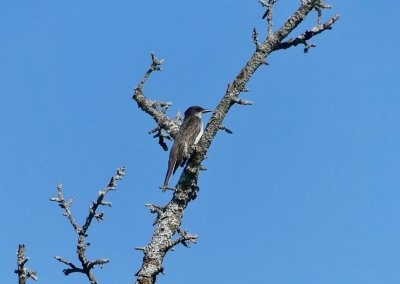 Three eastern kingbirds were foraging in the meadows ... expect at least 2 pairs to nest on the property