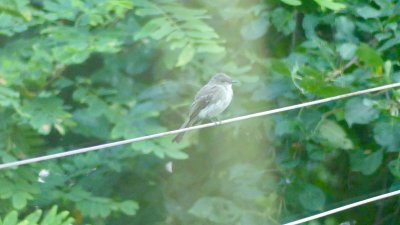 An eastern phoebe (photo taken through 2 panes of glass) . They usually have 2 broods.
