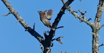 A field sparrow is still hanging around the snag (wild pear tree). These birds have nested in the area for 14 yrs. More ....