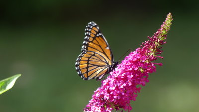 A monarch butterfly was 6 away from my arm. This Miss Molly butterfly bush is a magnet and produces viable off shoots 