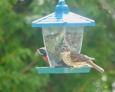 It was so nice to see the juvenile rose-breasted grosbeaks 
