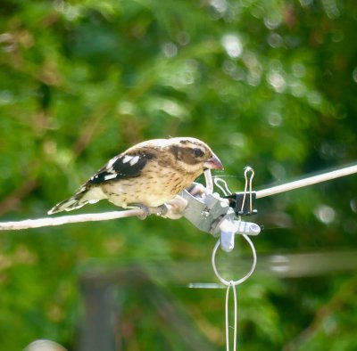 A juvenile rose-breasted grosbeak awaiting his turn at the feeders