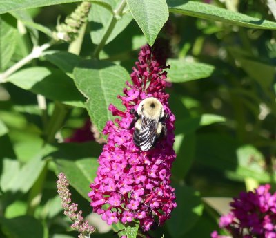 The garden was full of bees and other pollinating insects 