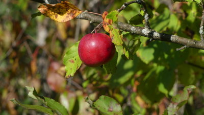 There are some great tasting wild apples this year!