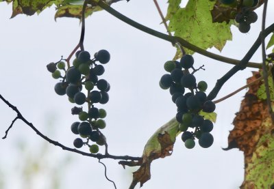 The wild concord grapes are ripe .... catbirds are enjoying them