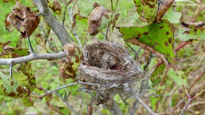 A nest protected by thorns ...... it is at the edge of the west trail in the meadow