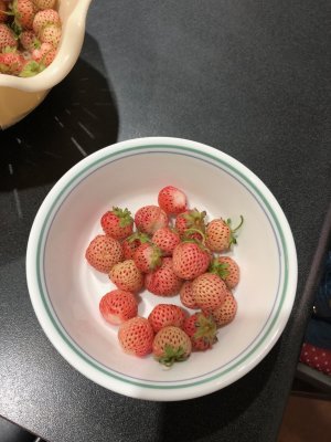 Pineberry strawberries growing abundantly     (https://strawberryplants.org/pineberry-pineberries/)