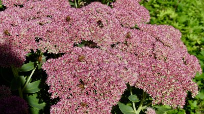 Autumn Joy Sedum .. a great plant for colour and pollination. Can you see the bees?