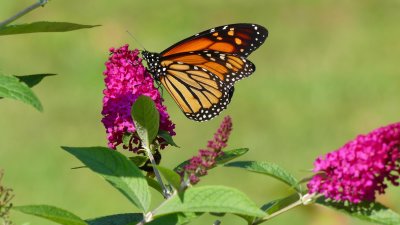 A monarch butterfly ... the latest we have seen them! 