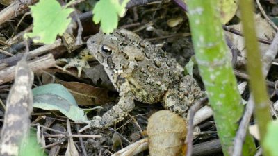 There's always something new! This is the first time we have seen a toad on the property!