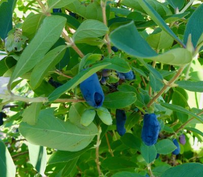 Honeyberries - 4 bushes that provide an over abundance of berries that ripen at the end of June