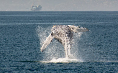 Whales & Dolphins in Ventura, California