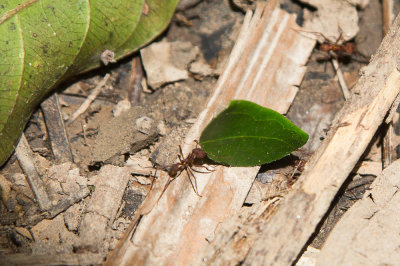 Leafcutter Ants, Peruvian Amazon