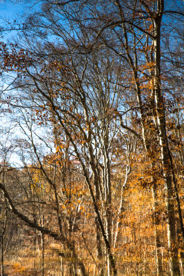 Blazing fall colors
