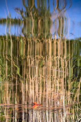 Prong Herring Creek Abstracts