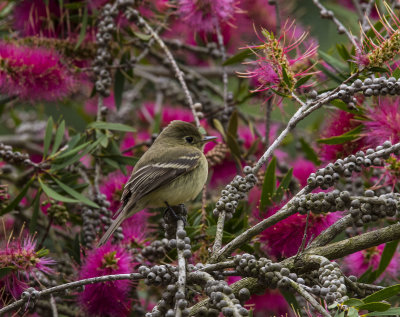 Pacific Slope fly catcher