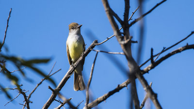 Brown-crested_Flycather.jpg