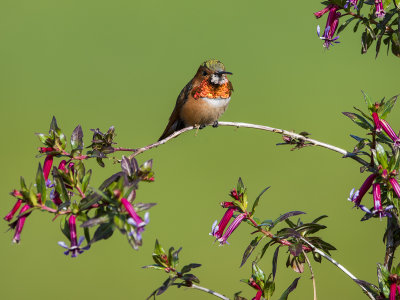 Allens_hummingbird.jpg