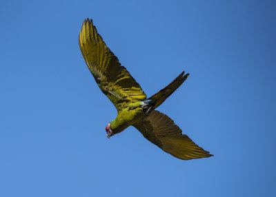 bird show