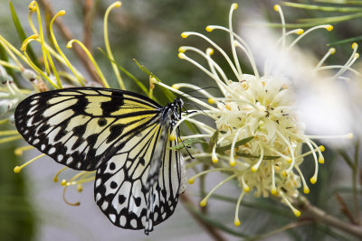 butterflies