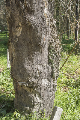 Cork Oak