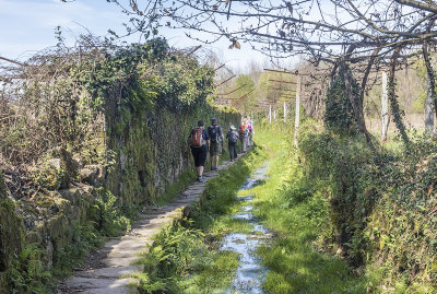 Narrow paths between vineyards north of Ponte de Lima