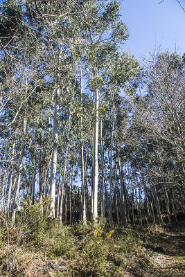 Path through eucalyptus tree forest
