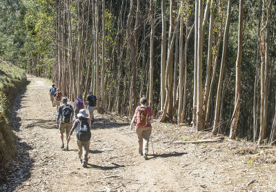 Access roads to eucalyptus forest harvesting