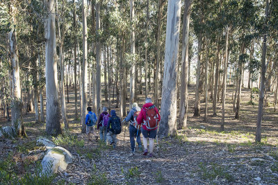 Eucalyptus forest above Baiona