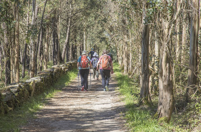 Trail through eucalyptus grove