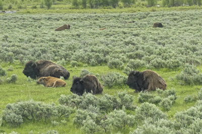 Bison and calves