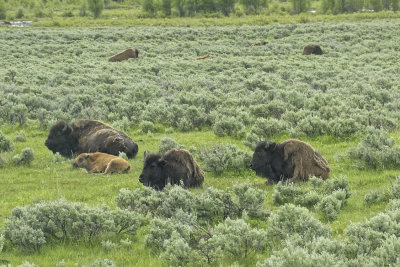 yellowstone