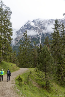 Tuxer Alps from the Swiss Scotch Pine Trail