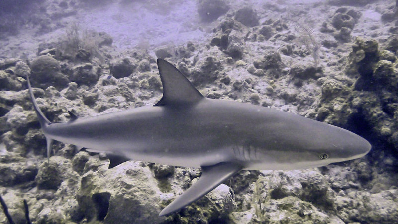 Shark, Grey Reef