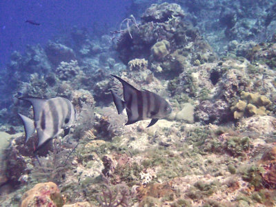 Spadefish, Atlantic