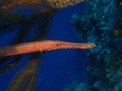 Trumpetfish