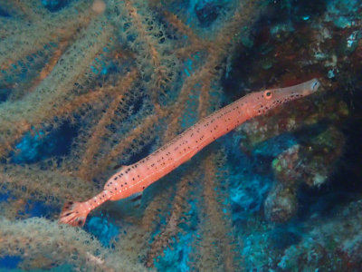 Trumpetfish