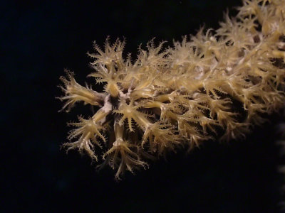 Coral, Sea Rod