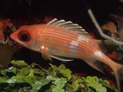 Squirrelfish