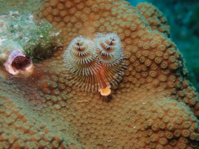 Christmas Tree Worms