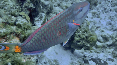 Parrotfish, Stoplight